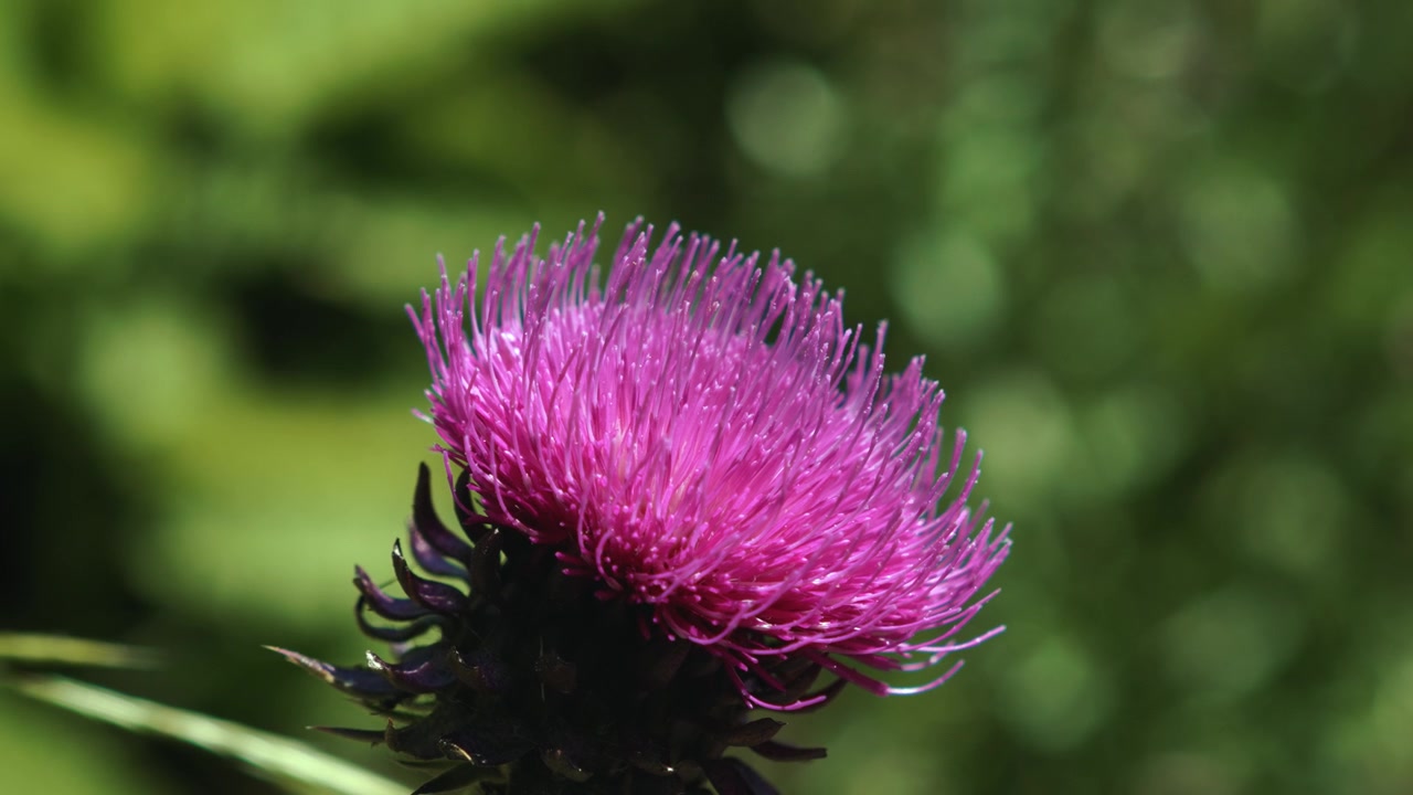 Vista dettagliata di un colorato fiore di cardo viola in un prato alpino. Sfondo verde sfocato e morbido, Italia.