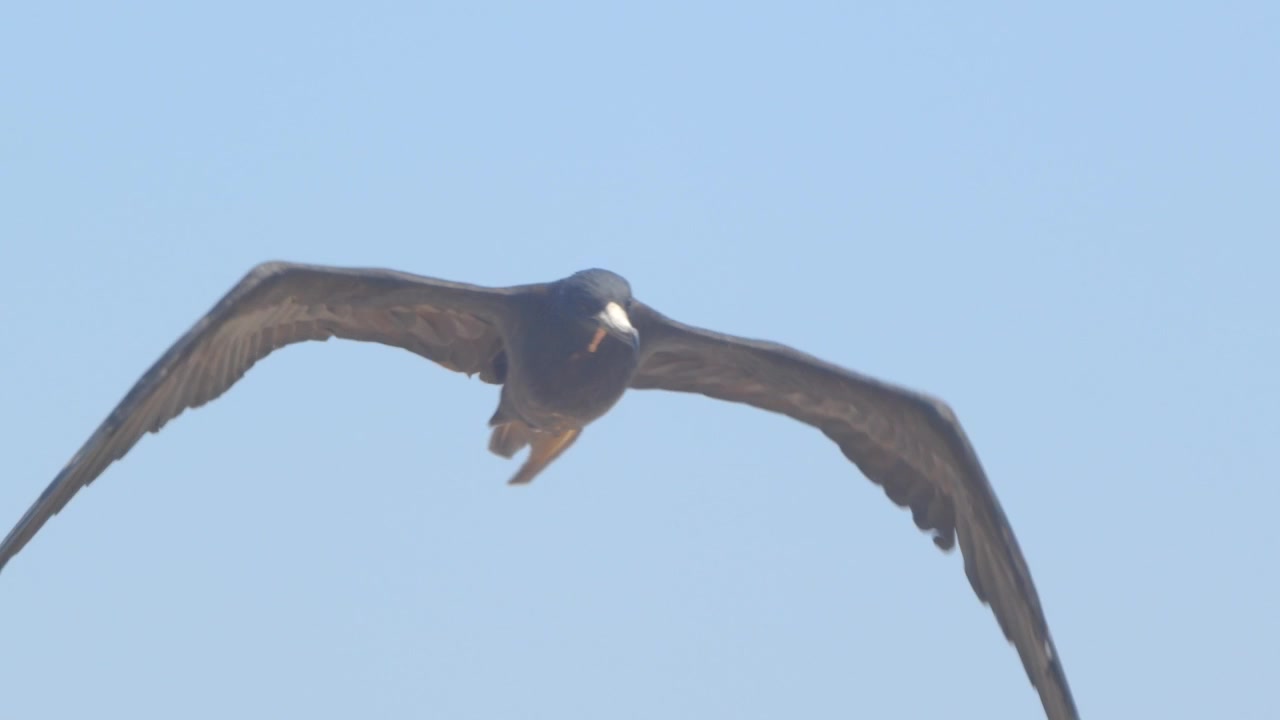 Fregata che si avvicina alla camera da presa al rallentatore con cielo blu Piura Perù