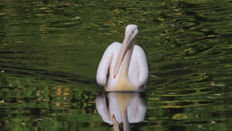 El-Pelícano-Dálmata-(pelecanus-Crispus)-Es-El-Miembro-Más-Grande-De-La-Familia-De-Los-Pelícanos-Y-Quizás-El-Ave-De-Agua-Dulce-Más-Grande-Del-Mundo,-Aunque-Rivaliza-En-Peso-Y-Longitud-Con-Los-Cisnes-Más-Grandes.