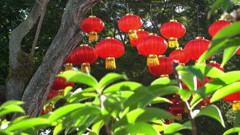 Linterna-Roja-En-El-árbol.