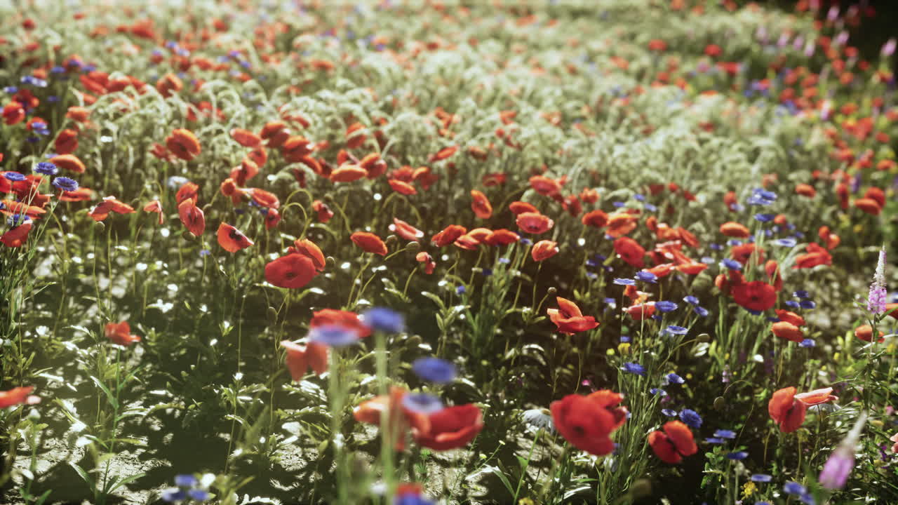 miscela di fiori selvatici con papaveri