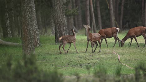 medium static shot of a small group of red deer grazing in a clearing on the edge of a forest with some of them trying to eat the same spot and fighting