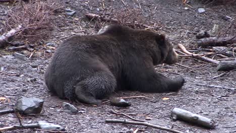 Oso-Negro-Acostado-Para-Descansar,-En-Un-Día-Lluvioso