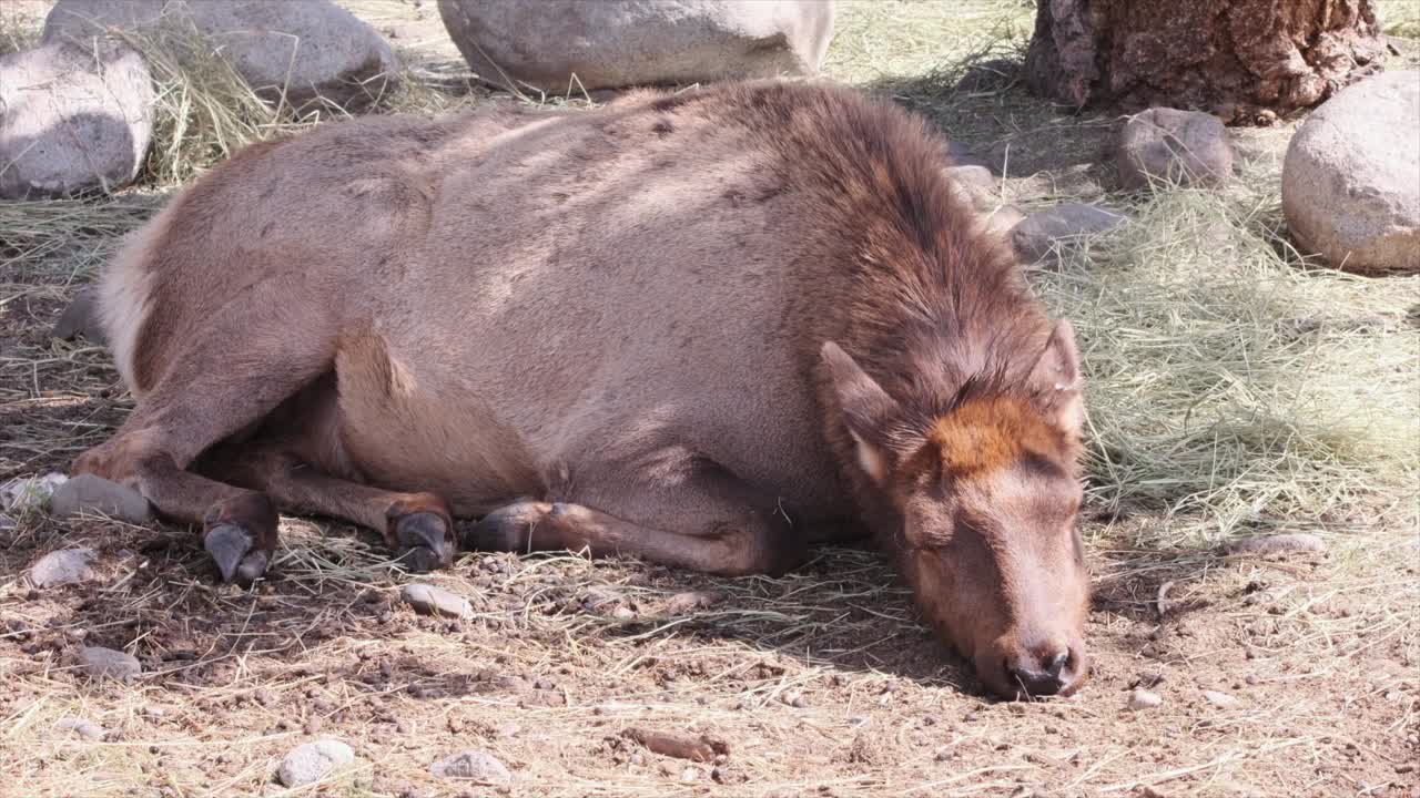 lindo, rojizo alce wapiti hembra duerme pacíficamente en el suelo