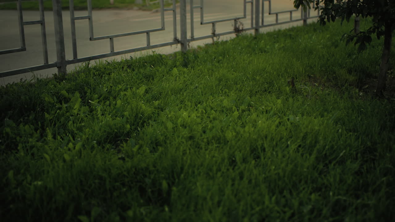 Scenic view of green grass illuminated by car headlights passing behind iron railing with visible reflections on car sleek surface, showcasing peaceful urban setting during calm evening traffic