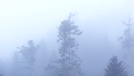 Aerial-orbit-view-around-magical-tall-trees-surrounded-by-mist-in-a-mountain-forest