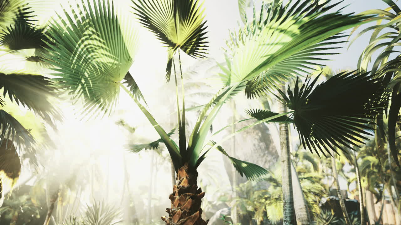 밝은 빛 아래 높은 종려나무 가 있는 울창 한 열대 숲