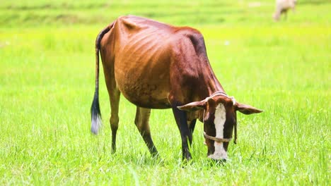 desi indian cow eating grass in bright daylight