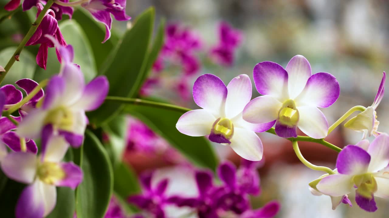orquídeas en flor en un templo en tailandia