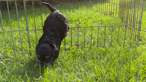 Pull-back-shot-of-Maltese-Miniature-Schnauzer-puppies-learning-to-escape-their-kennel-in-the-grass-on-a-warm-sunny-afternoon