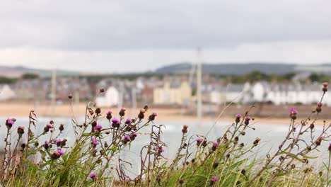 seagull among knapweed flowers by the sea