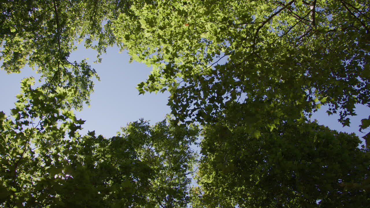 mirando hacia arriba a un frondoso dosel de árboles