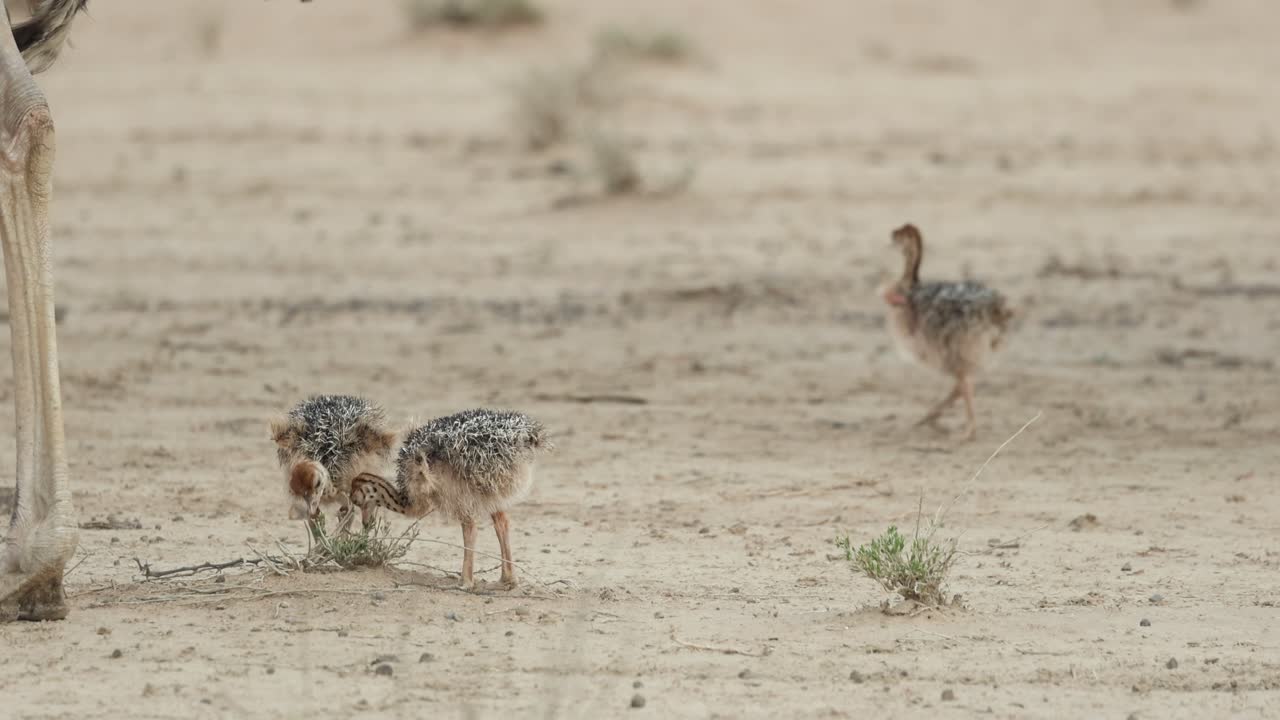 Mezza figura di uno struzzo femmina e dei suoi pulcini che si nutrono di piccoli arbusti nell'arido paesaggio del Kgalagadi Transfrontier Park