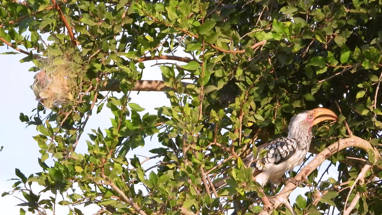 Medium shot of southern yellow-billed hornbill in a tree during the day in Limpopo and Mpumalanga in northeastern South Africa