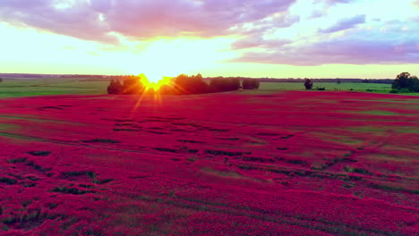 sea of red poppies in countryside meadow with sunburst over horizon