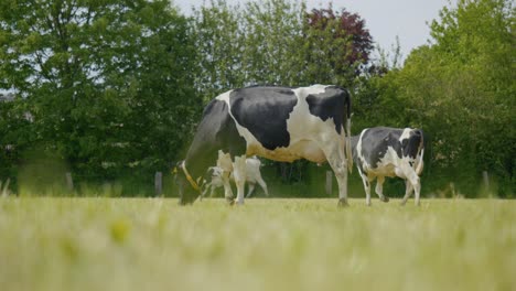 herd of european cows grazing in green meadow