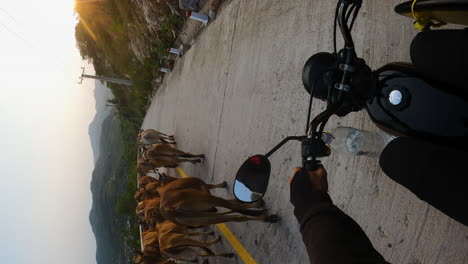 surfista viajando en moto con tabla de surf y botella de agua colgando