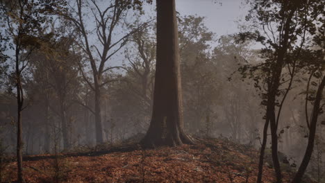 foggy autumn forest