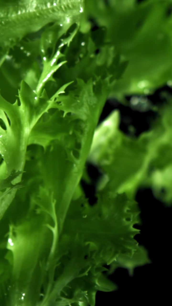 Macro Shot of Fresh Green Lettuce Leaves with Water Droplets