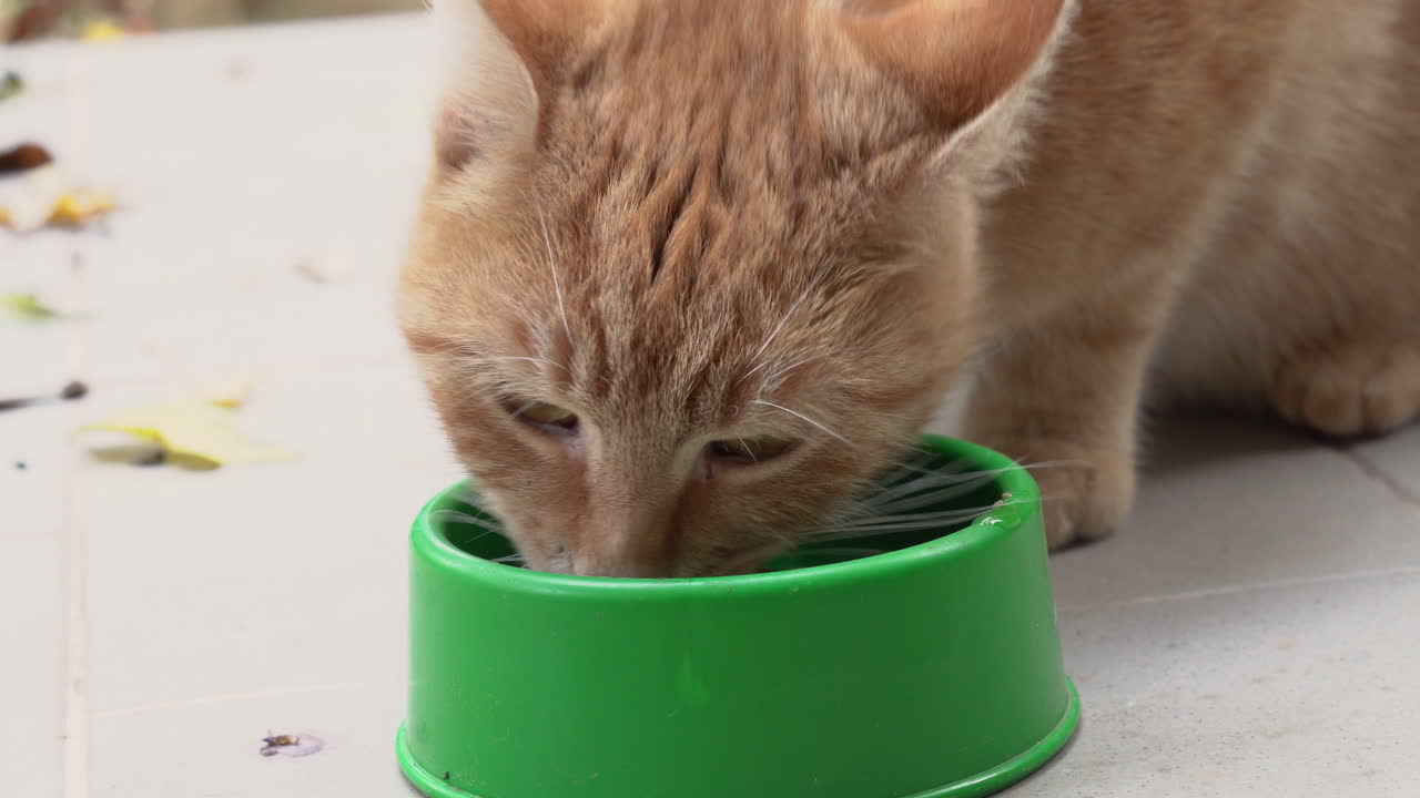 Handgehaltene Aufnahme einer niedlichen, roten Katze, die aus einer Schüssel frisst