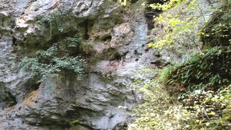 Push-in-through-some-vegetation-towards-a-rock-formation