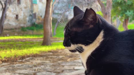 Close-up-of-Black-and-white-sterilized-cat-in-Larnaca,-Cyprus