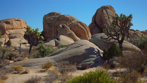 skull rock camping joshua tree national park california yucca trees mojave colorado desert sunny blue sky rocky rugged boulders mountain landscape sheephole valley fortynine palm zoom in