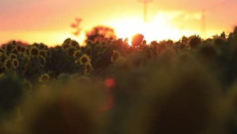el sol de la mañana se levanta detrás de un campo de girasoles en flor