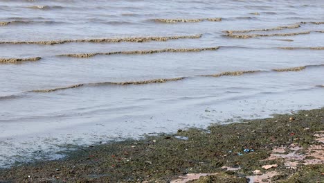 gentle waves washing over seaweed-covered shore