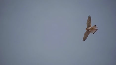 Halcón-Volando-En-El-Cielo,-Cazando