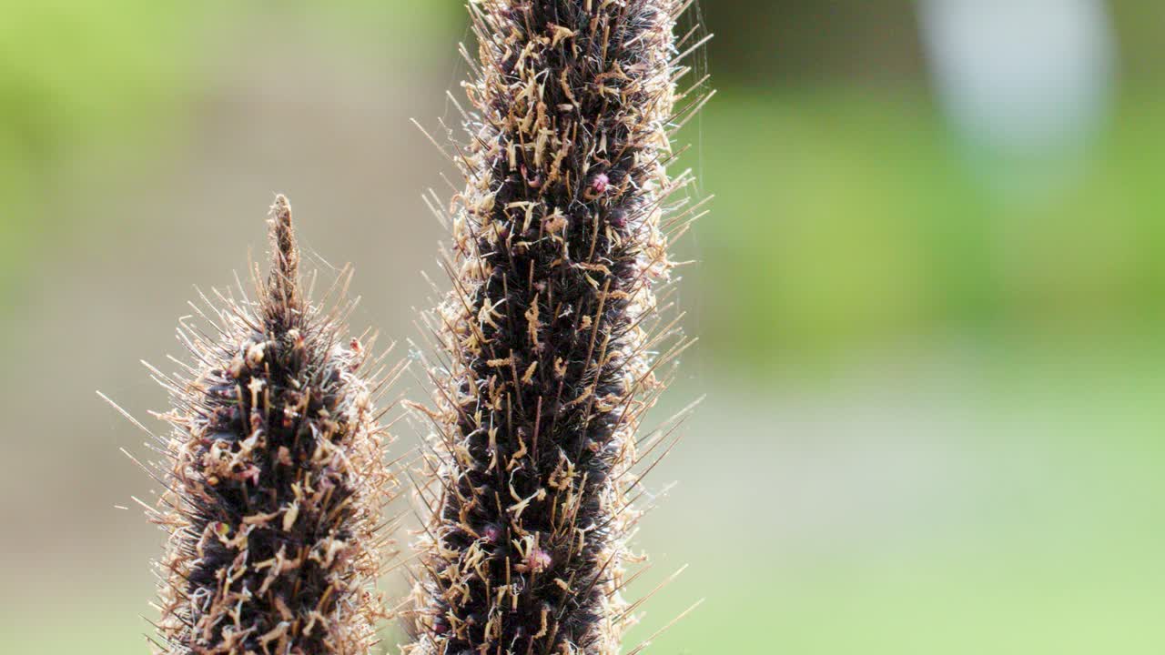 Two wildflower seed heads gently sway in soft daylight, close-up, with blurred green background