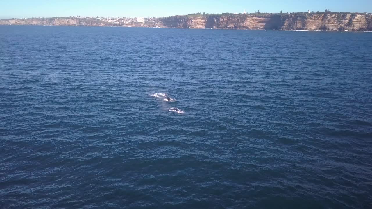 호주 시드니의 우뚝 솟은 바다 절벽의 드론 영상