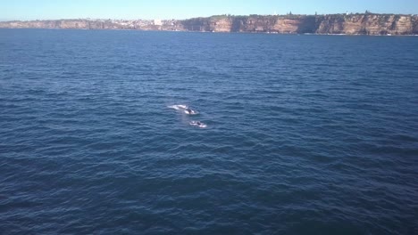 drone footage of towering ocean cliffs in sydney australia