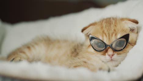 stylish ginger kitten in sunglasses