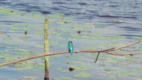 kingfisher perched on branch over idyllic pond in friesland netherlands, looks down as wind blows feathers