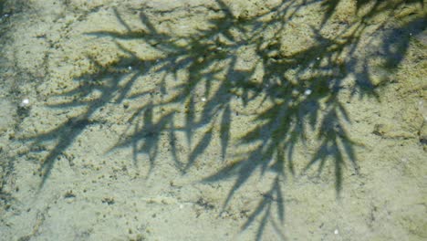 Belleza-Sumergida:-Las-Sombras-De-La-Hierba-Bailan-En-El-Fondo-Del-Lago