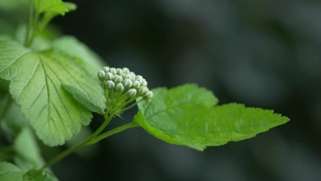 Green-twig-with-small-flower-buds-on-natural-dark-background