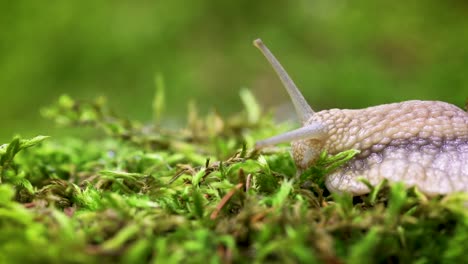 helix pomatia also roman snail, burgundy snail