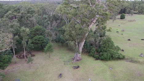 zooming up and out drone view of the bilston tree, a river red gum (eucalyptus camaldulensis), chetwynd, western victoria, australia, june 2023.