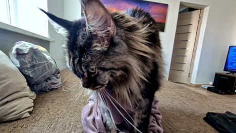 maine coon cat playing with a towel on a couch