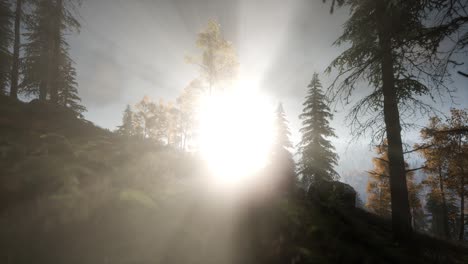 Sun-Beams-through-Trees