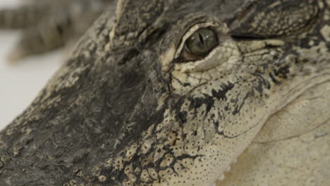 close up macro alligator predator