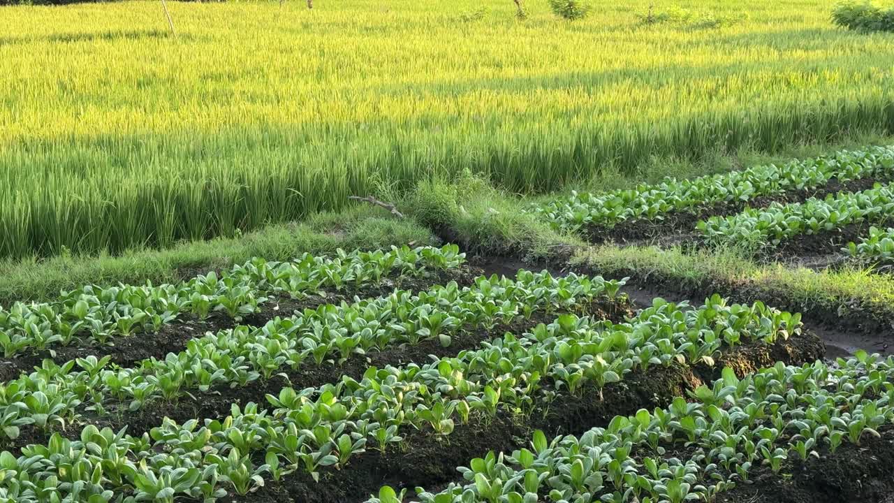 青々とした水田と野菜畑が広がる田園風景