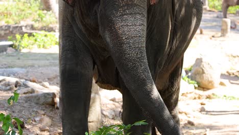 elephant interacting with foliage in chonburi, thailand