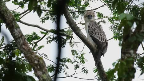 Looking-straight-towards-the-camera-through-branches-and-leaves-while-perched-high-up-in-the-jungle-of-the-Philippines,-Philippine-Eagle-Pithecophaga-jefferyi,-Philippines