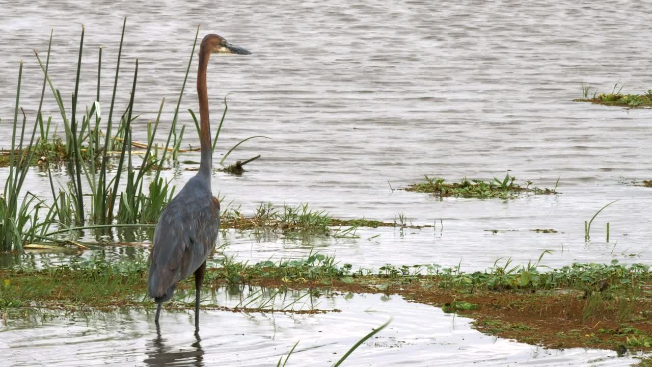una garza goliath en el borde de un pantano en amboseli