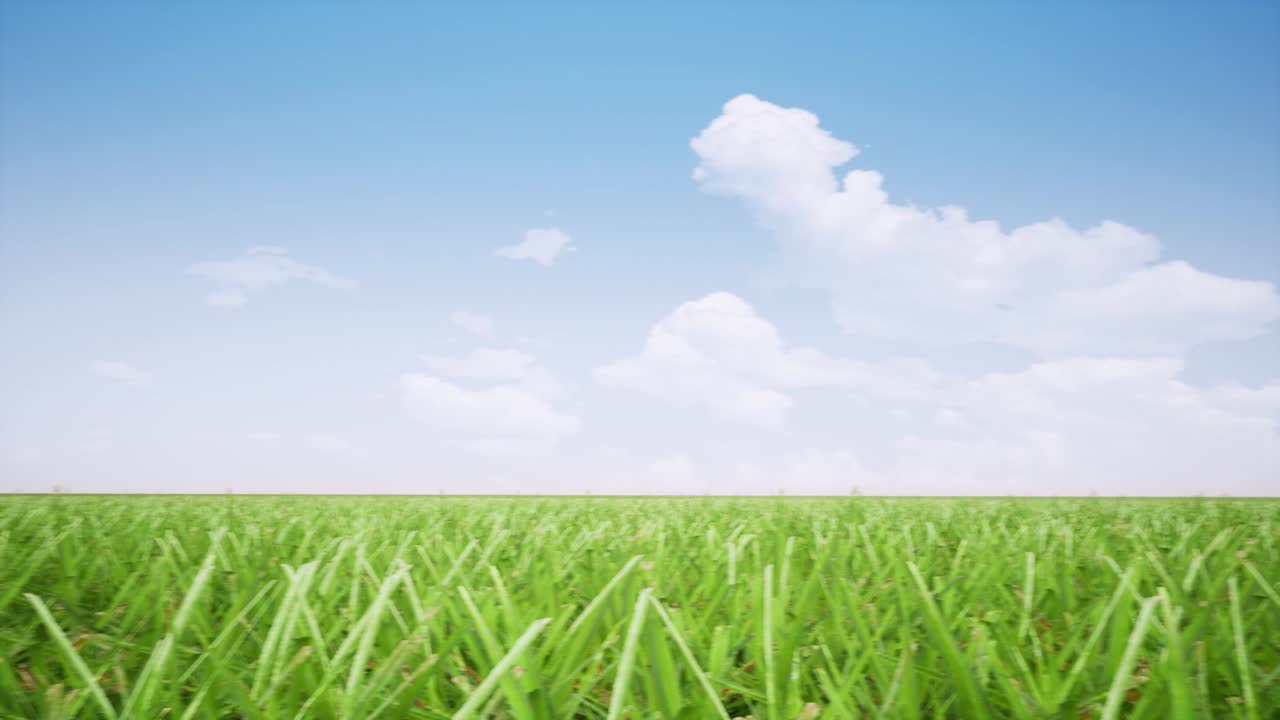 vista panorámica del campo imágenes realistas. tallos de trigo balanceados en el viento y el cielo azul con nubes animación giratoria de 360°. hierba de prado movimiento realista. hermosos paisajes de naturaleza, paisaje video 4k