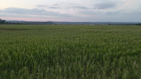 low flying drone shot over a huge cornfield with the mountains in the background