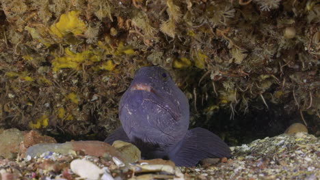 atlantic wolf eel fish hiding in its den in cold water atlantic canada