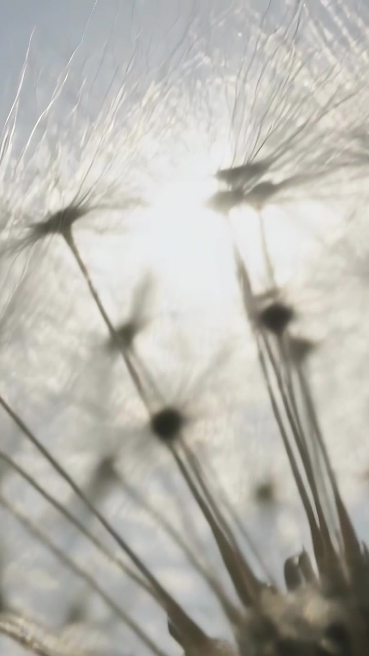 Vertical video: Swaying dandelion head filaments quivering in light breeze outside, sun backlight